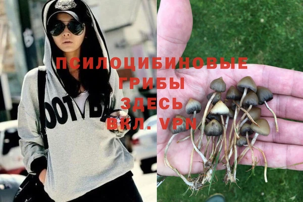 стаф Аркадак